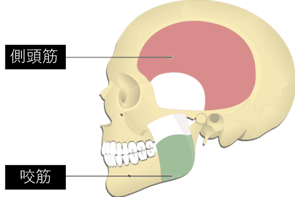 側頭筋と咬筋